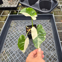 Load image into Gallery viewer, Alocasia Odora, Okinawa Silver, Exact Plant Variegated Ships Nationwide