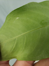 Load image into Gallery viewer, Anthurium Angamarcanum 4" pot, Fedex 2day*