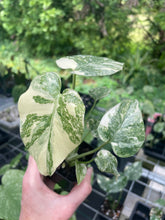 Load image into Gallery viewer, Monstera Deliciosa Green Snow variegated 2.5" pot, Fedex 2day*