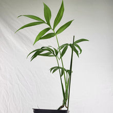 Load image into Gallery viewer, Monstera Subpinnata 4" pot, Fedex 2day*