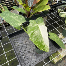 Load image into Gallery viewer, Philodendron Jose Buono Variegated exact plant, Fedex 2day