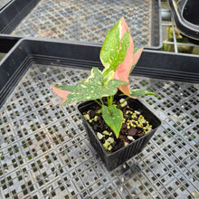 Load image into Gallery viewer, Syngonium Red Spot Tricolor Variegated exact plant, Fedex 2day*