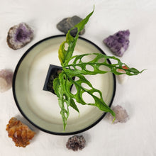 Load image into Gallery viewer, Monstera Obliqua Peru, Exact Plant Ships Nationwide