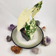 Load image into Gallery viewer, Alocasia Frydek, Exact Plant Variegated