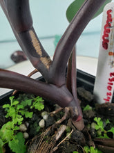 Load image into Gallery viewer, Philodendron Majesty 4" pot, Fedex 2 day*