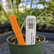 Load image into Gallery viewer, Monstera Burle Marx Flame, Exact Plant Ships Nationwide