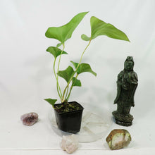 Load image into Gallery viewer, Anthurium Brownii, 4'' pot, ships nationwide