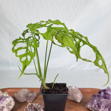 Load image into Gallery viewer, Monstera Obliqua Peru, Exact Plant
