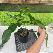 Load image into Gallery viewer, Philodendron Thaumatophyllum Goeldii X Selloum "African Fantasy, Exact Plant
