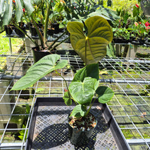 Load image into Gallery viewer, Anthurium Moodeanum x Veitchii, exact plant, Fedex 2day*
