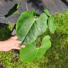 Load image into Gallery viewer, Philodendron Sodiroi True Form, Exact Plant Ships Nationwide