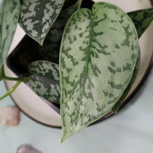 Load image into Gallery viewer, Scindapsus Silver Lady Shipped Nationwide