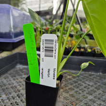 Load image into Gallery viewer, Monstera marilyn variegated, Exact Plant Ships Nationwide.