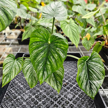 Load image into Gallery viewer, Philodendron Mamei, Exact Plant Ships Nationwide