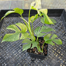 Load image into Gallery viewer, Rhaphidophora Tetrasperma White Monster, Exact Plant Variegated Ships Nationwide