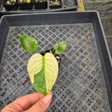 Load image into Gallery viewer, monstera deliciosa mint Exact Plant Variegated Ships Nationwide