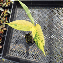 Load image into Gallery viewer, Rhaphidophora Lobbii Variegated exact plant, Fedex 2day*