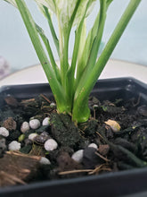 Load image into Gallery viewer, Spathiphylum jessica, Exact Plant, double plant, Variegated