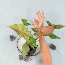 Load image into Gallery viewer, Syngonium Regina Red 4" pot, Fedex 2 day*