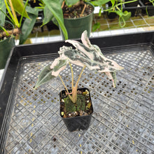 Load image into Gallery viewer, Alocasia nobilis pink Variegated Ships Nationwide