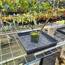 Load image into Gallery viewer, Philodendron Polypodioides, Exact Plant Ships Nationwide