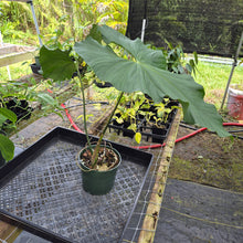 Load image into Gallery viewer, Anthurium Balaoanum "Dussii", Exact Plant Ships Nationwide