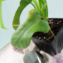 Load image into Gallery viewer, Philodendron Bipennifolium Golden Violin 4" pot, Fedex 2day*