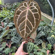 Load image into Gallery viewer, Anthurium Red Crystallinum Doc Block 6" pot, Fedex 2day