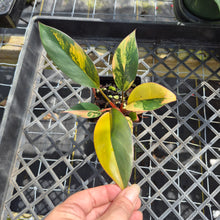 Load image into Gallery viewer, Philodendron Red Congo, Exact Plant Variegated Ships Nationwide