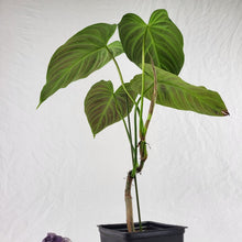 Load image into Gallery viewer, Philodendron Splendid 4" pot, Fedex 2day*
