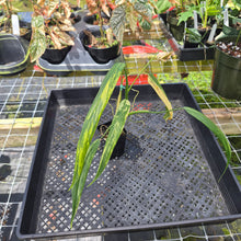 Load image into Gallery viewer, Philodendron Holtonianum Variegated, Exact Plant Ships Nationwide