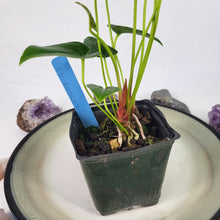 Load image into Gallery viewer, Anthurium Decipiens 4" pot,, Fedex 2 day*