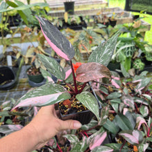 Load image into Gallery viewer, Philodendron Pink Princess Galaxy Variegated 4" pot, Fedex 2day*