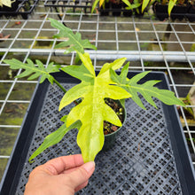 Load image into Gallery viewer, Philodendron Radiatum, Exact Plant Variegated Ships Nationwide