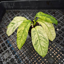 Load image into Gallery viewer, Rhaphidophora Puberula, Exact Plant Variegated Ships Nationwide