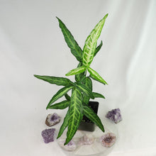 Load image into Gallery viewer, Syngonium Angustatum Little Star 4" pot, Fedex 2day*