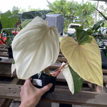 Load image into Gallery viewer, Philodendron Gloriosum variegated type 2, exact plant, Fedex 2day*