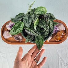 Load image into Gallery viewer, Scindapsus Silver Lady, Exact Plant Multi pot of 5