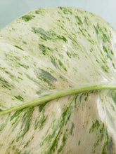 Load image into Gallery viewer, Giganteum 'Blizzard', exact plant, variegated Philodendron, ships nationwide