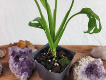Load image into Gallery viewer, Monstera Adansonii European Mint Variegated 2.5" pot, Fedex 2day*