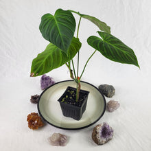 Load image into Gallery viewer, Philodendron Splendid 4" pot, Fedex 2day*