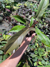 Load image into Gallery viewer, Philodendron Florida Bronze 4" pot, Fedex 2day*