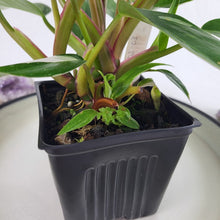 Load image into Gallery viewer, Philodendron White Princess Variegated 4" pot, Fedex 2day*