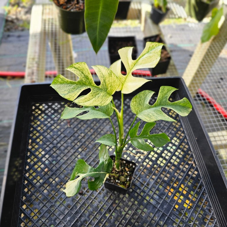 レアなRhaphidophora tetra.White Monster 親株放出】超希少