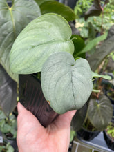 Load image into Gallery viewer, Scindapsus Silver Hero 4" pot, Fedex 2day*