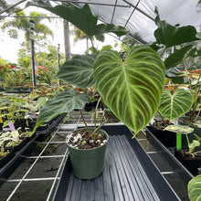 Load image into Gallery viewer, Philodendron Verrucosum exact plant, Fedex 2day*