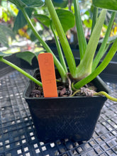 Load image into Gallery viewer, Philodendron Giganteum, Exact Plant Variegated Ships Nationwide