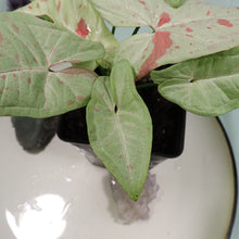 Load image into Gallery viewer, Syngonium Milk Confetti Shipped Nationwide