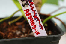 Load image into Gallery viewer, Variegated Philodendron Giganteum 'Blizzard', exact plant, ships nationwide