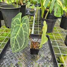 Load image into Gallery viewer, Anthurium Besseae Aff x Red Crystallinum, Exact Plant